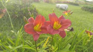 Two red lilies