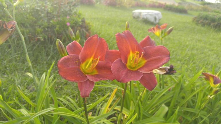 Two red lilies