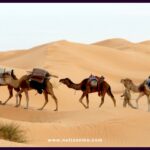 trade Sahara Desert silk road