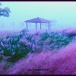 Korean Pink muhly grass