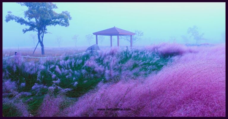 05 Enchanting Korean Pink Muhly Grass Spots